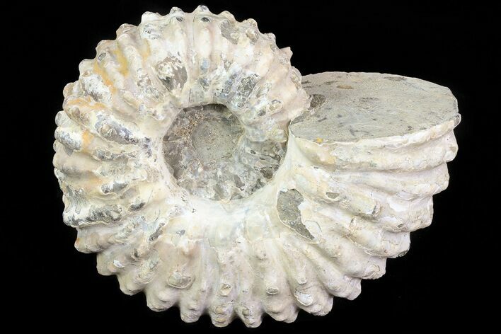 Bumpy Douvilleiceras Ammonite - Madagascar #79110